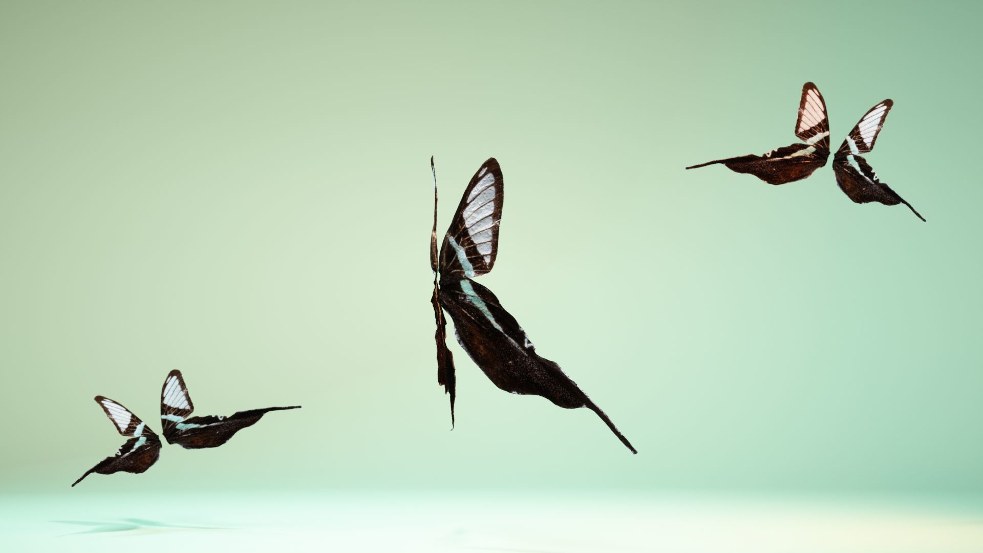 Butterfly 22 Low-poly 3D model_4