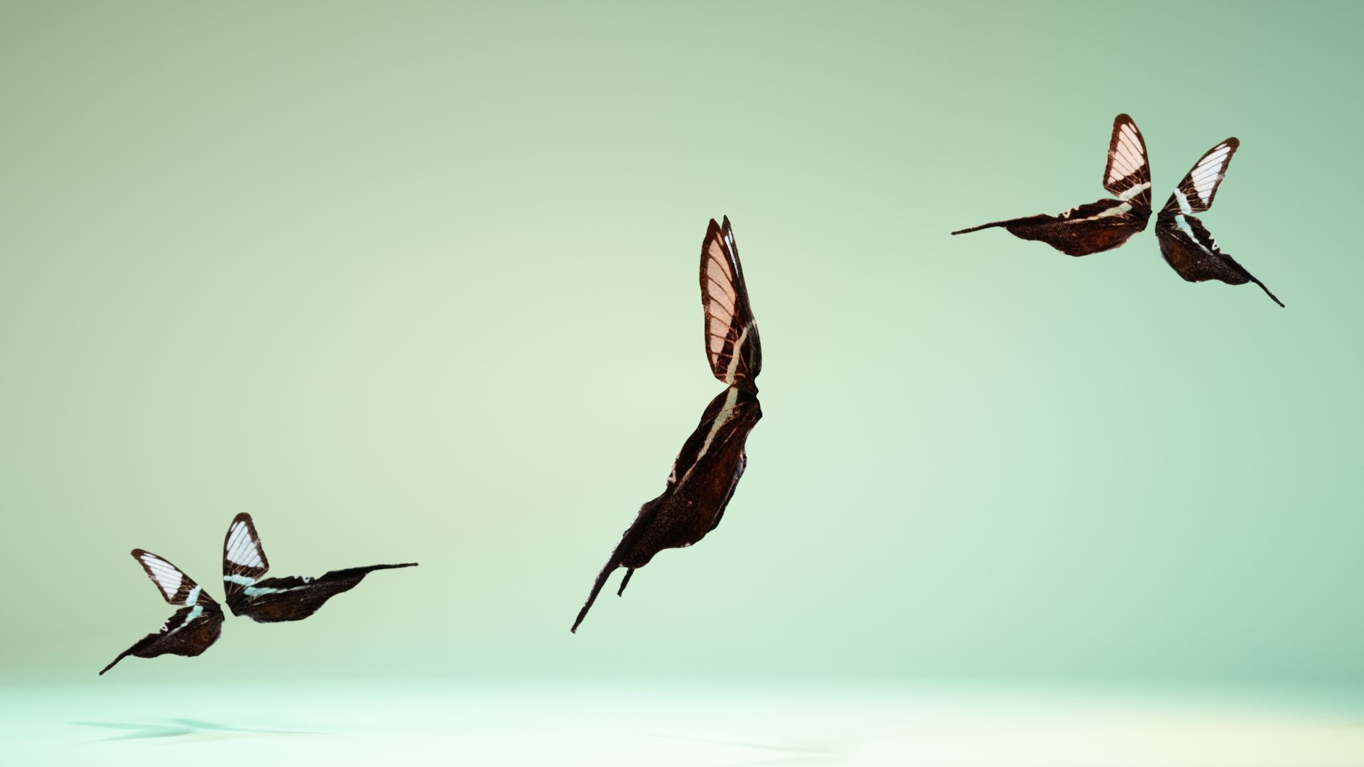 Butterfly 22 Low-poly 3D model_9