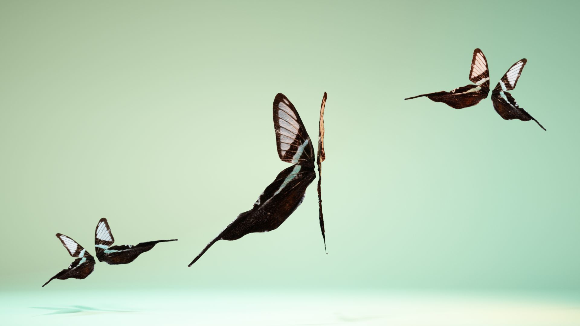 Butterfly 22 Low-poly 3D model_8