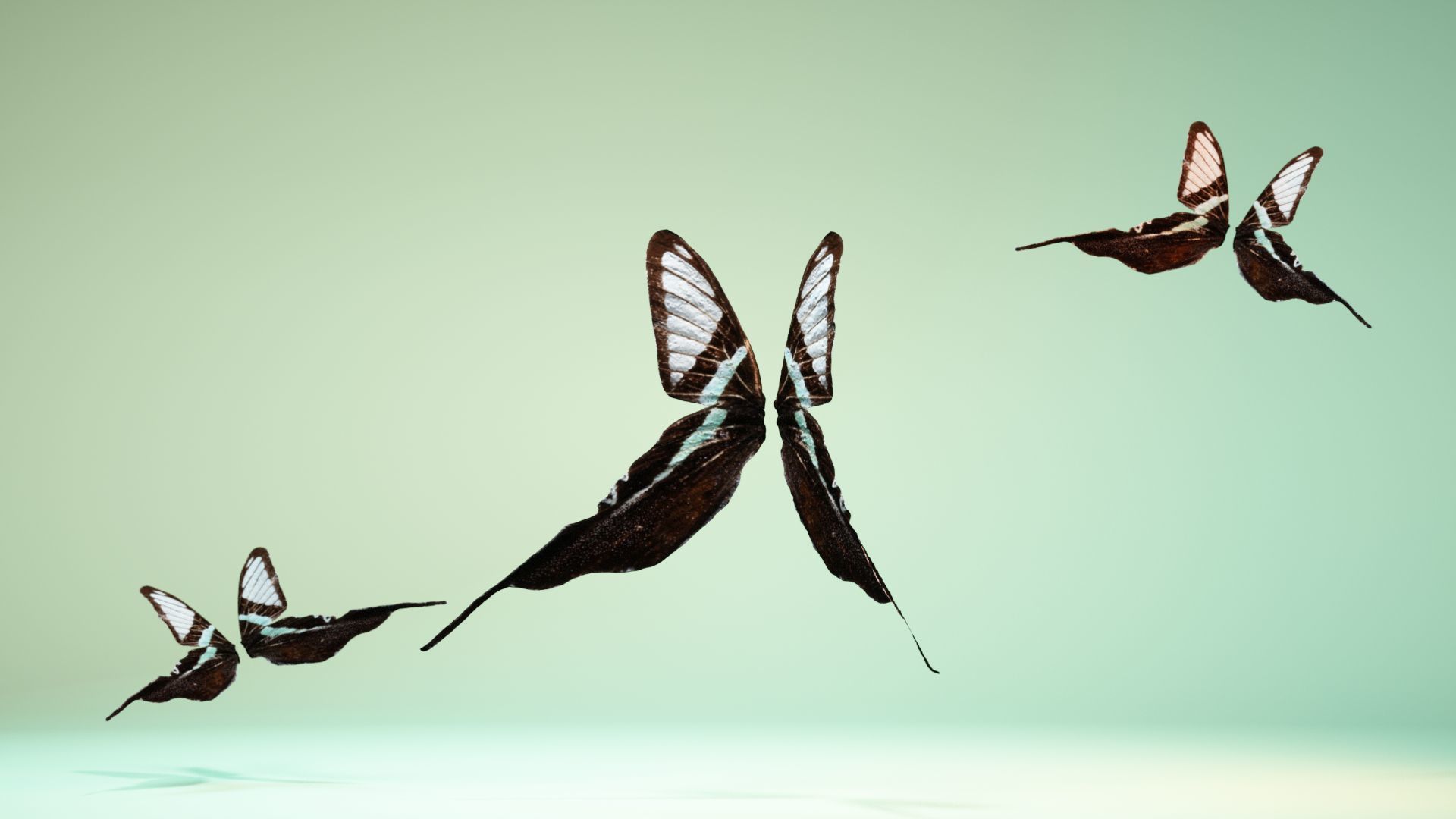 Butterfly 22 Low-poly 3D model_11