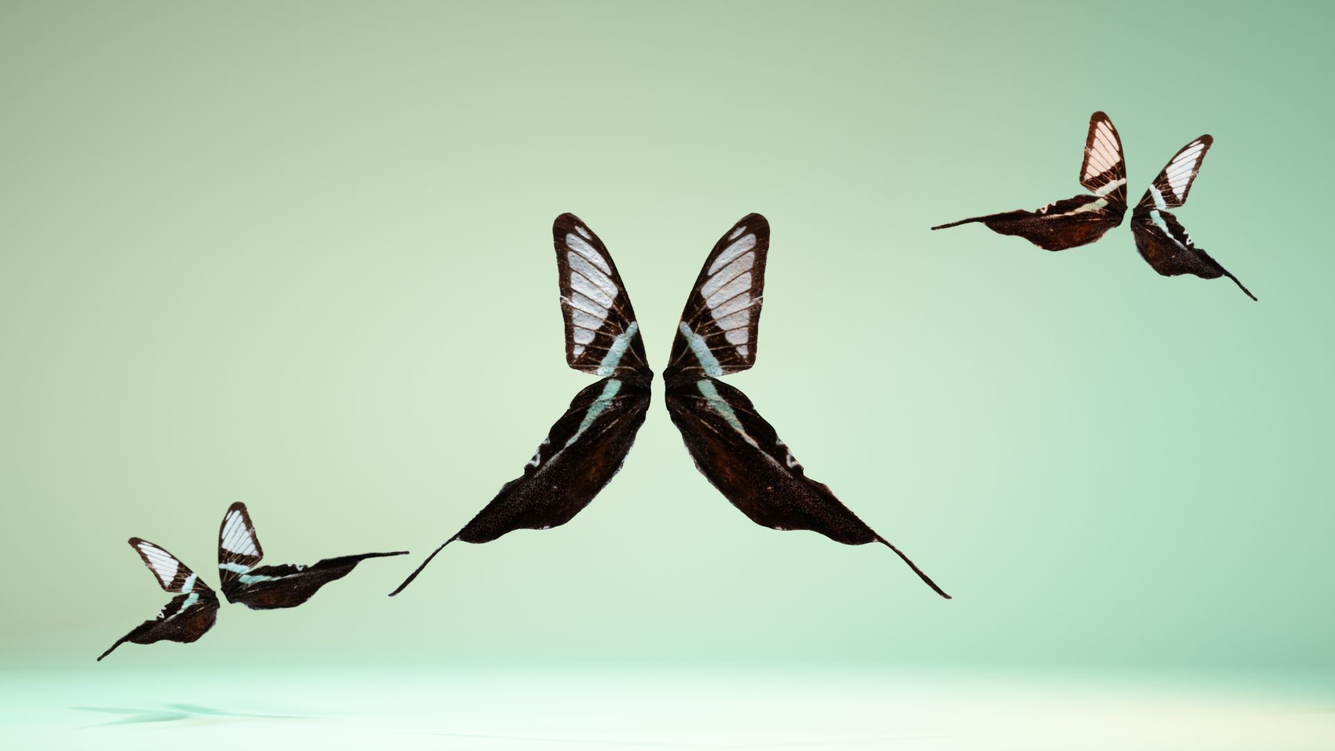 Butterfly 22 Low-poly 3D model_6