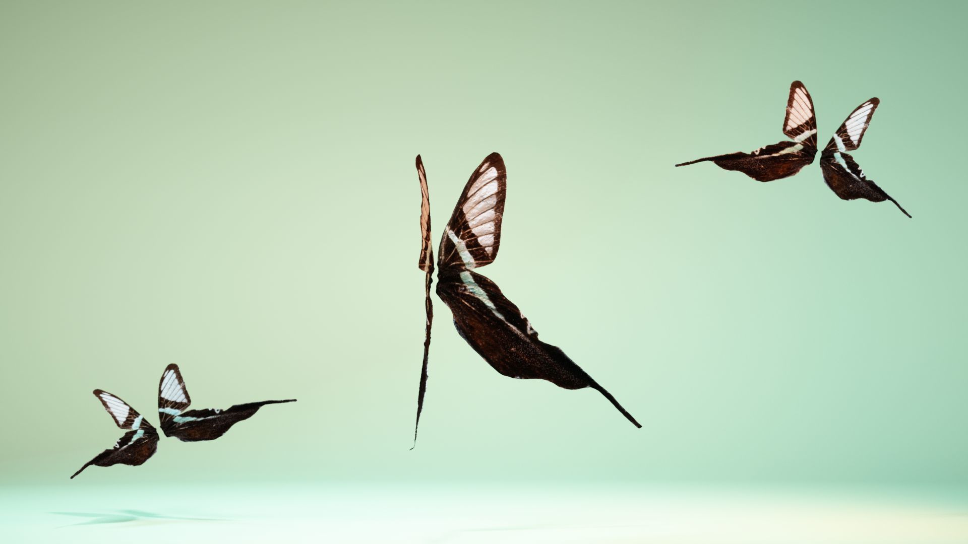Butterfly 22 Low-poly 3D model_2