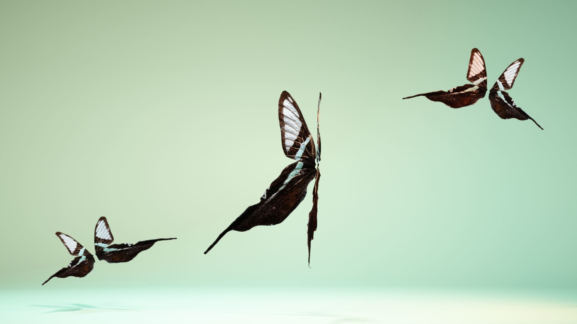 Butterfly 22 Low-poly 3D model_10