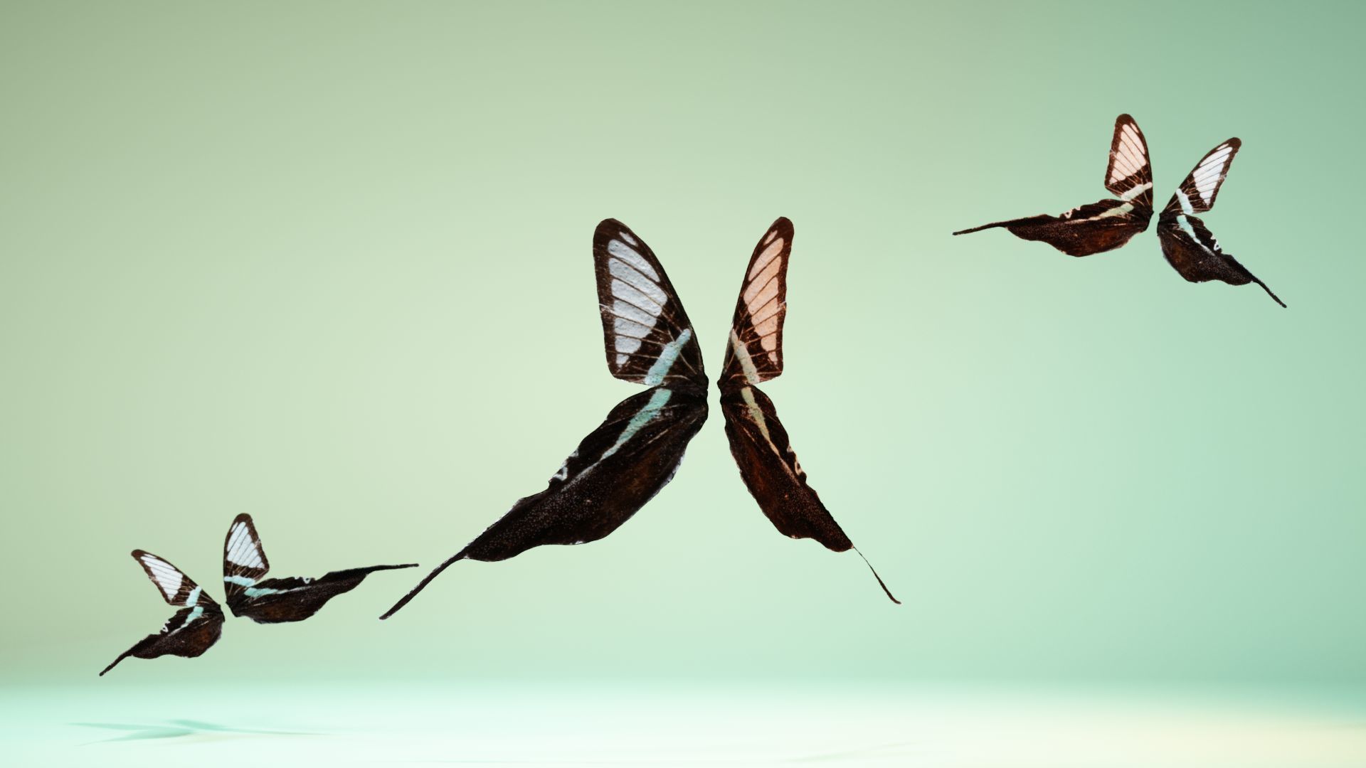 Butterfly 22 Low-poly 3D model_7