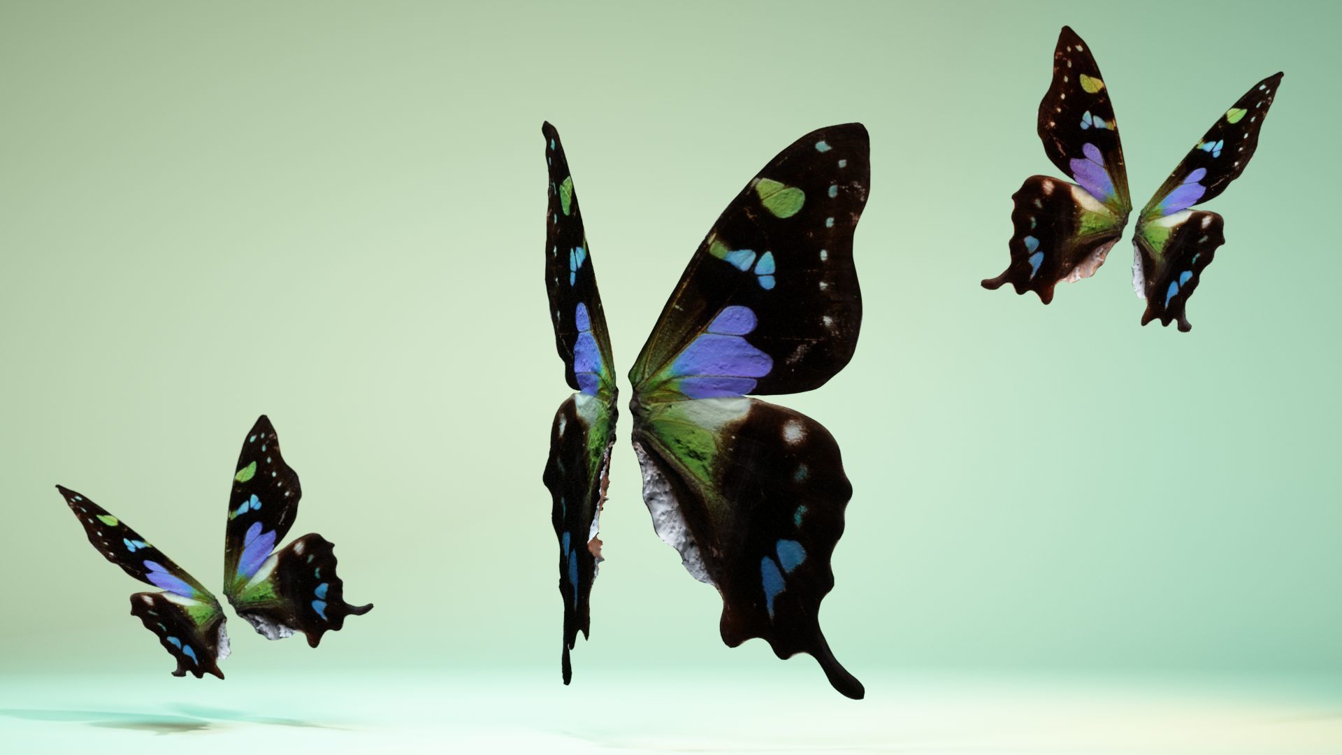 Butterfly 21 Low-poly 3D model_5