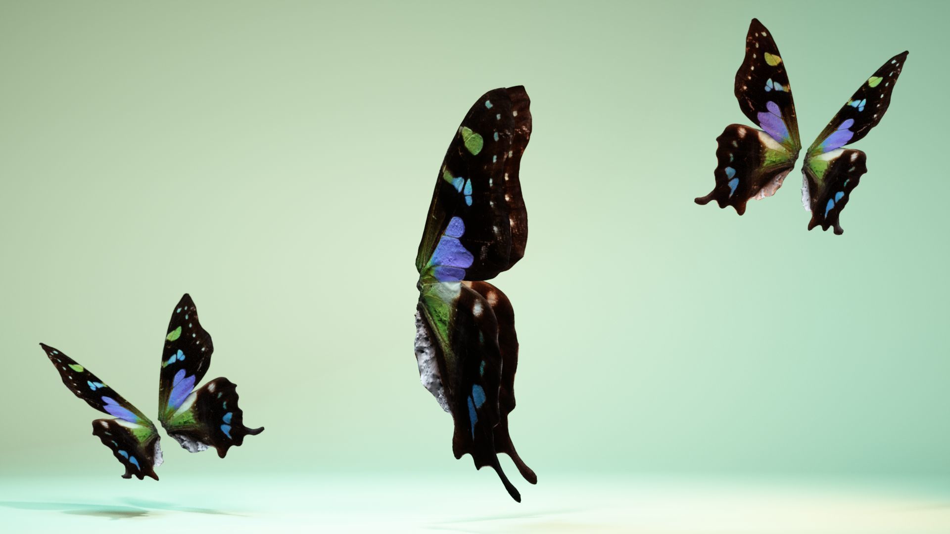 Butterfly 21 Low-poly 3D model_3