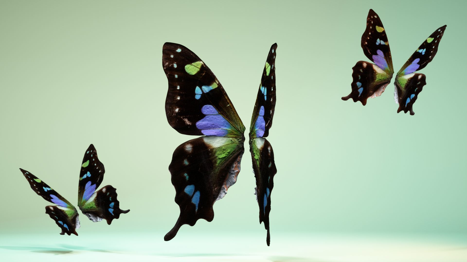 Butterfly 21 Low-poly 3D model_11