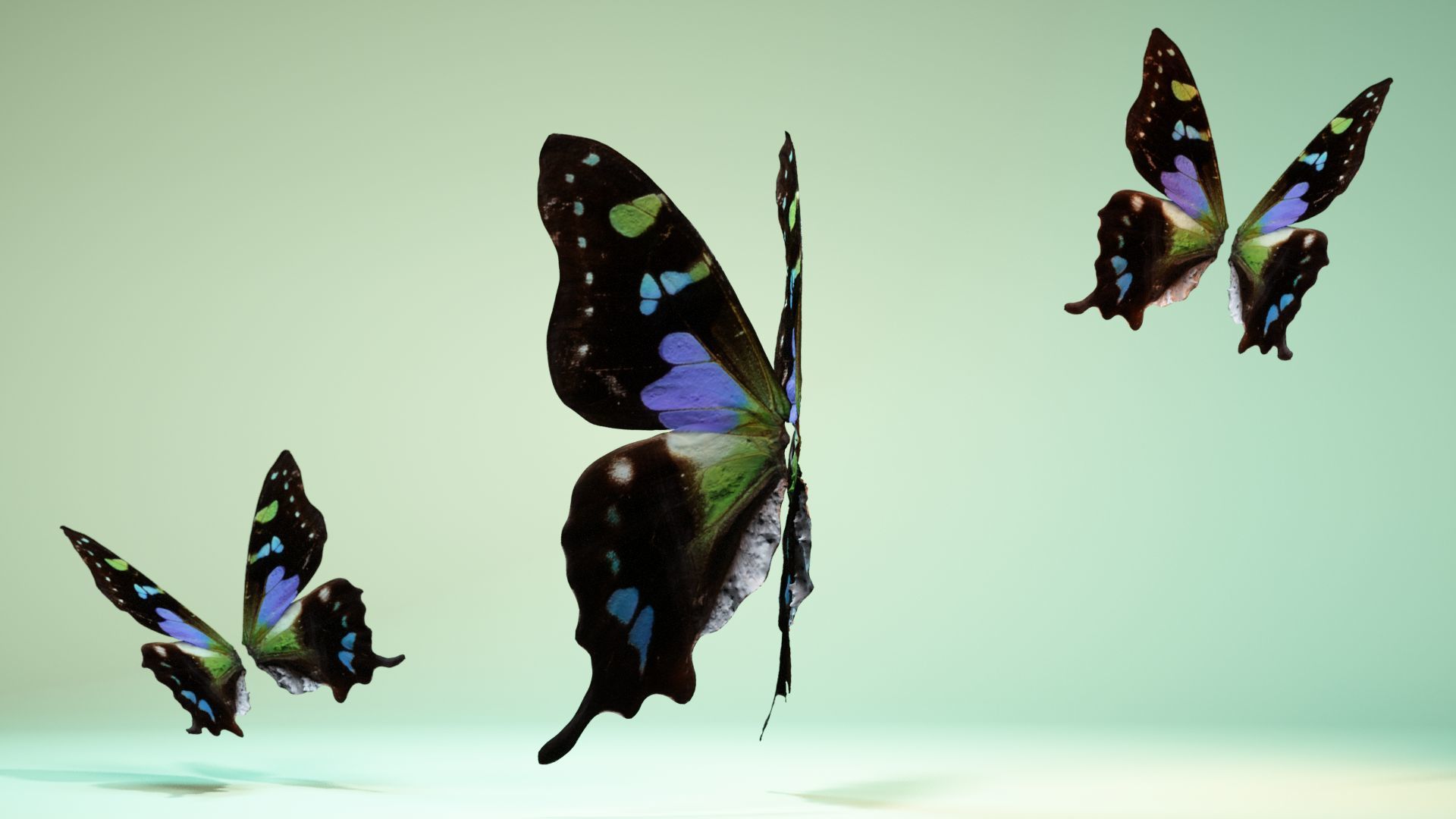Butterfly 21 Low-poly 3D model_8