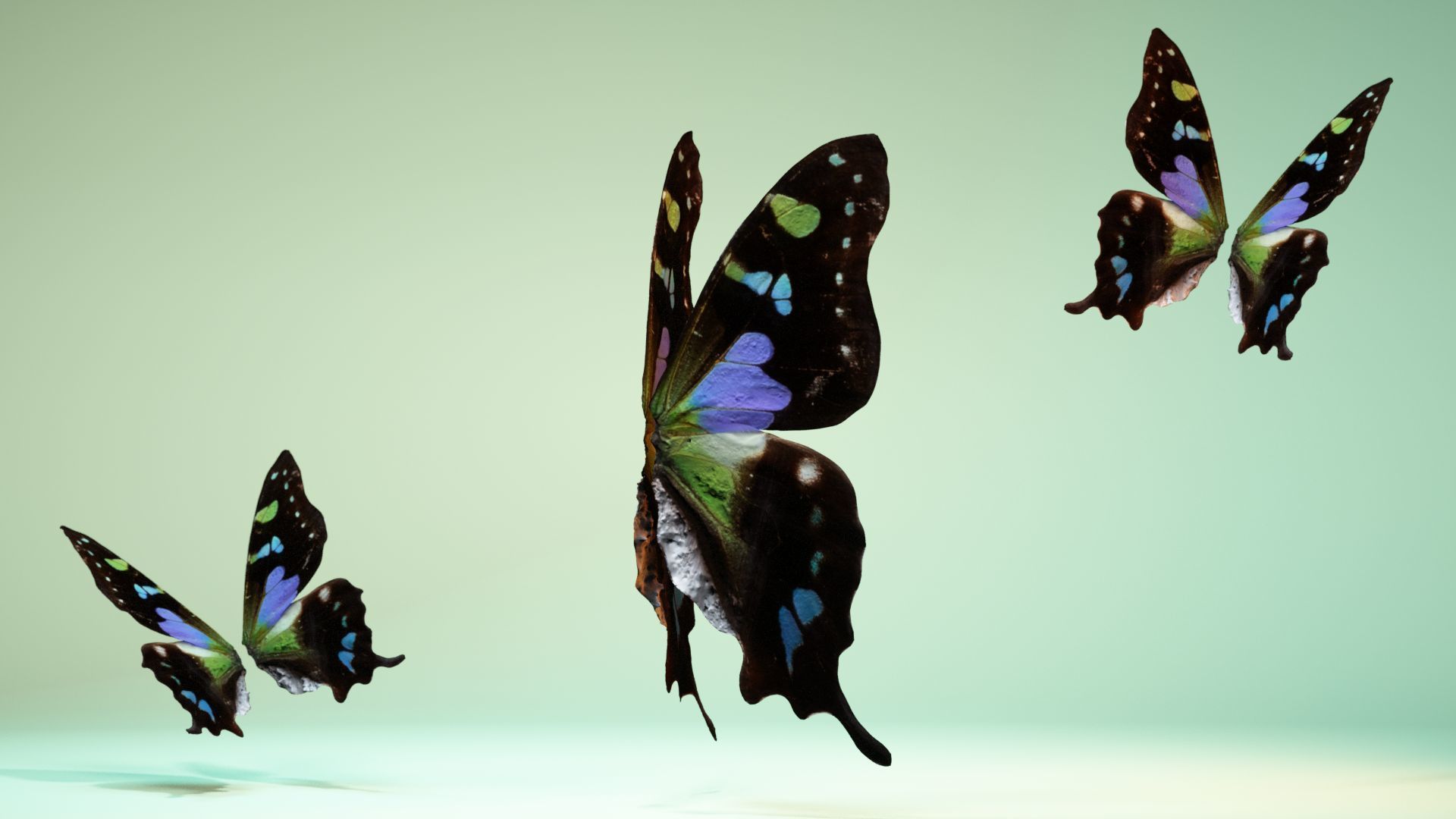 Butterfly 21 Low-poly 3D model_4