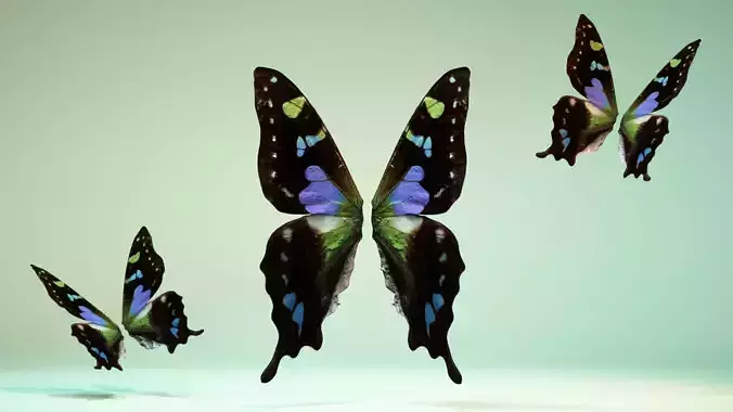 Butterfly 21 Low-poly 3D model