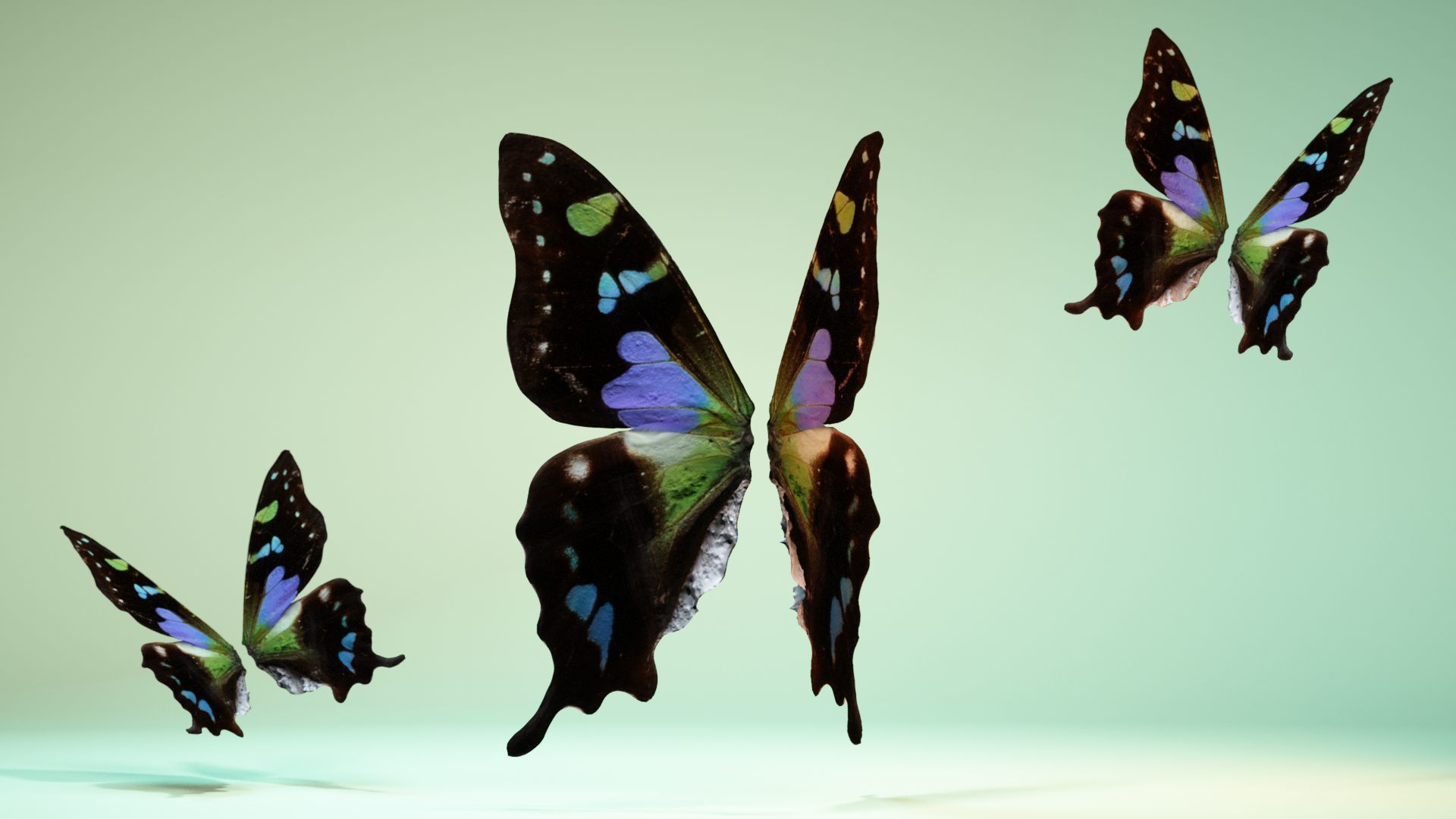 Butterfly 21 Low-poly 3D model_7