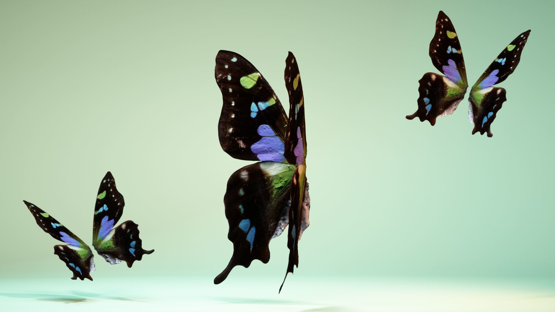 Butterfly 21 Low-poly 3D model_10