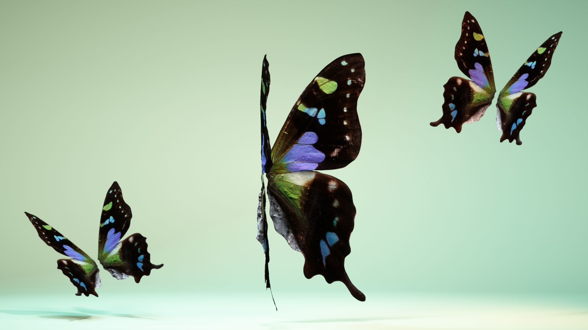 Butterfly 21 Low-poly 3D model_2