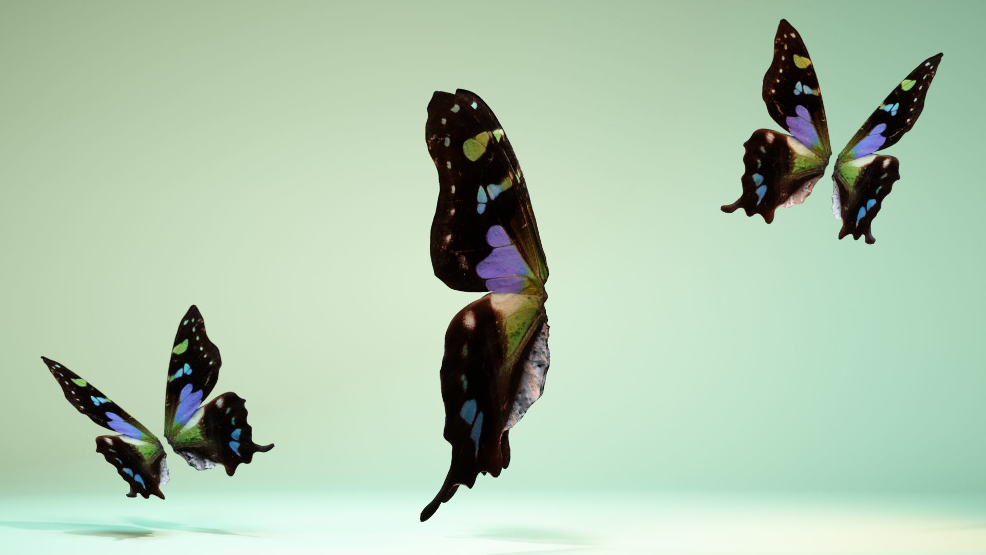 Butterfly 21 Low-poly 3D model_9