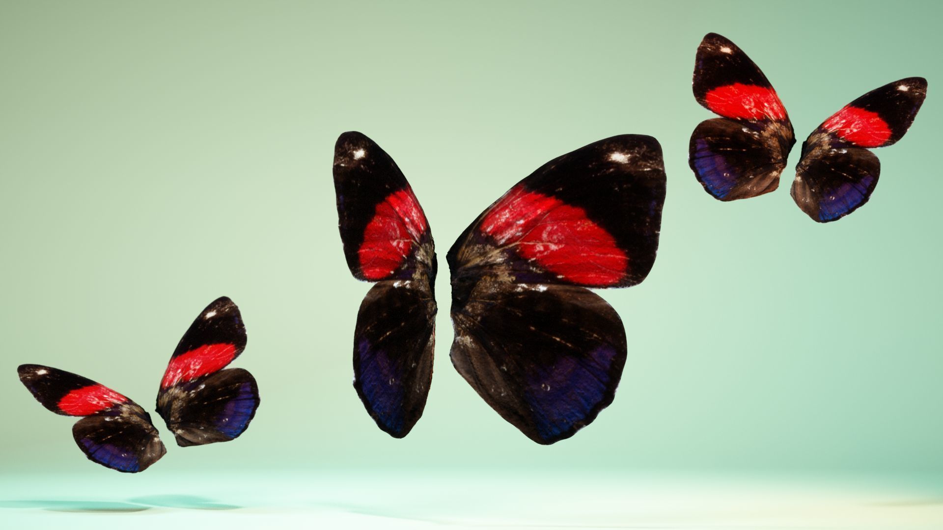 Butterfly 19 Low-poly 3D model_5