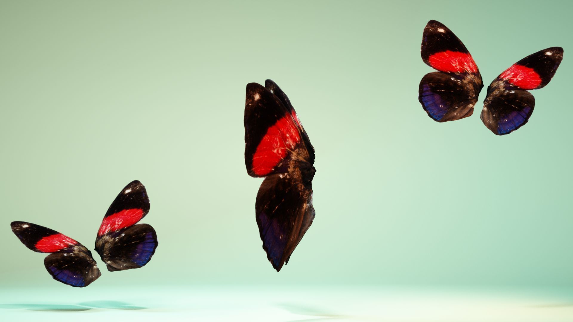 Butterfly 19 Low-poly 3D model_9