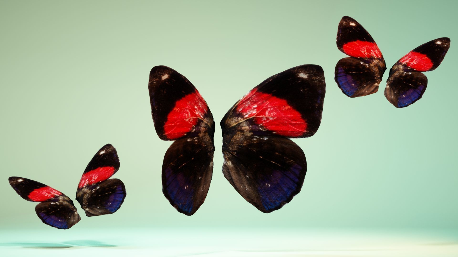 Butterfly 19 Low-poly 3D model_1