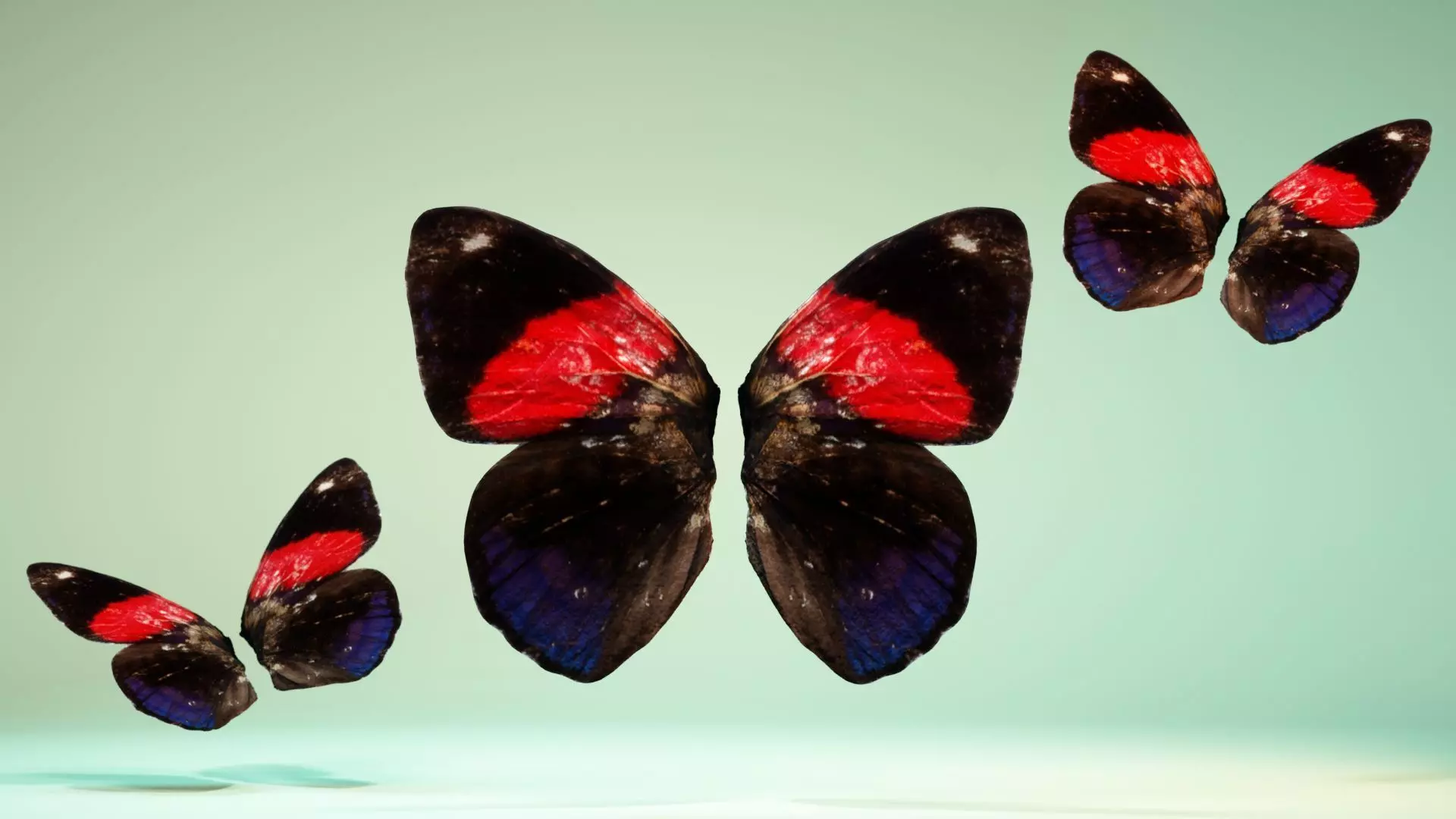 Butterfly 19 Low-poly 3D model_0