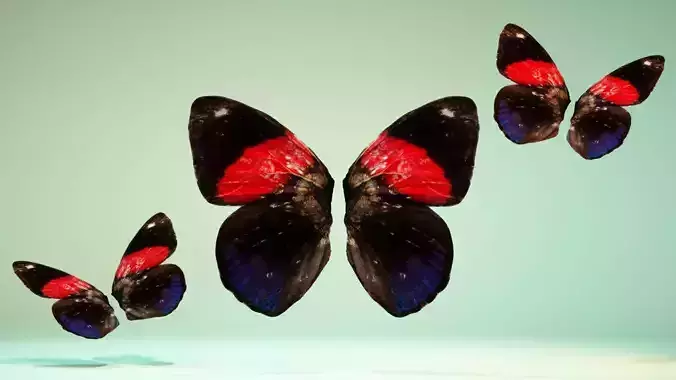 Butterfly 19 Low-poly 3D model