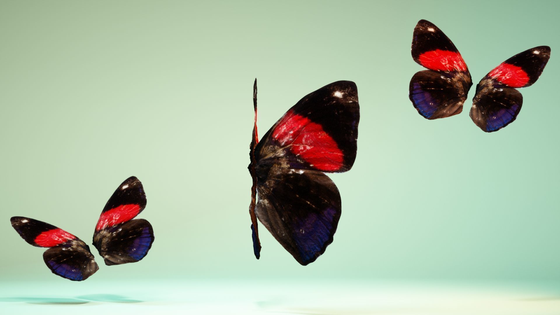 Butterfly 19 Low-poly 3D model_4