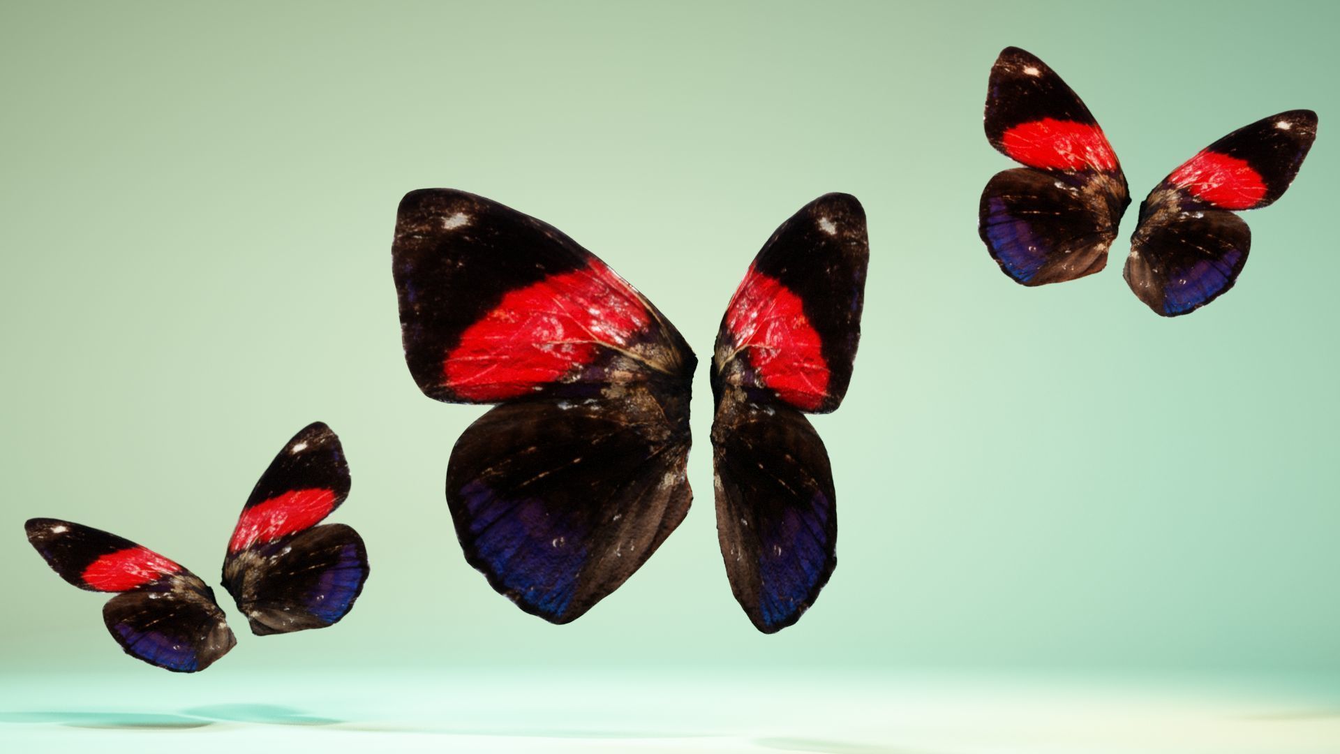 Butterfly 19 Low-poly 3D model_11