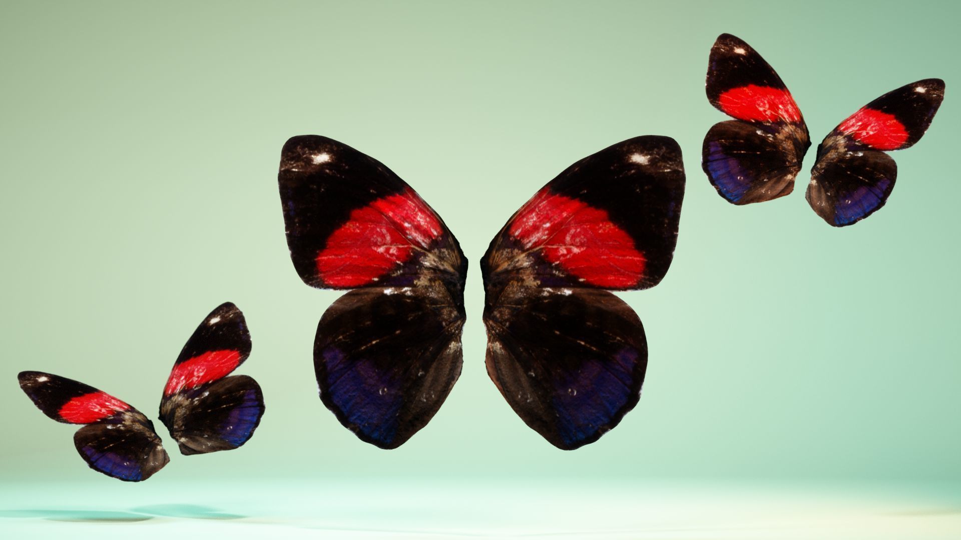 Butterfly 19 Low-poly 3D model_6