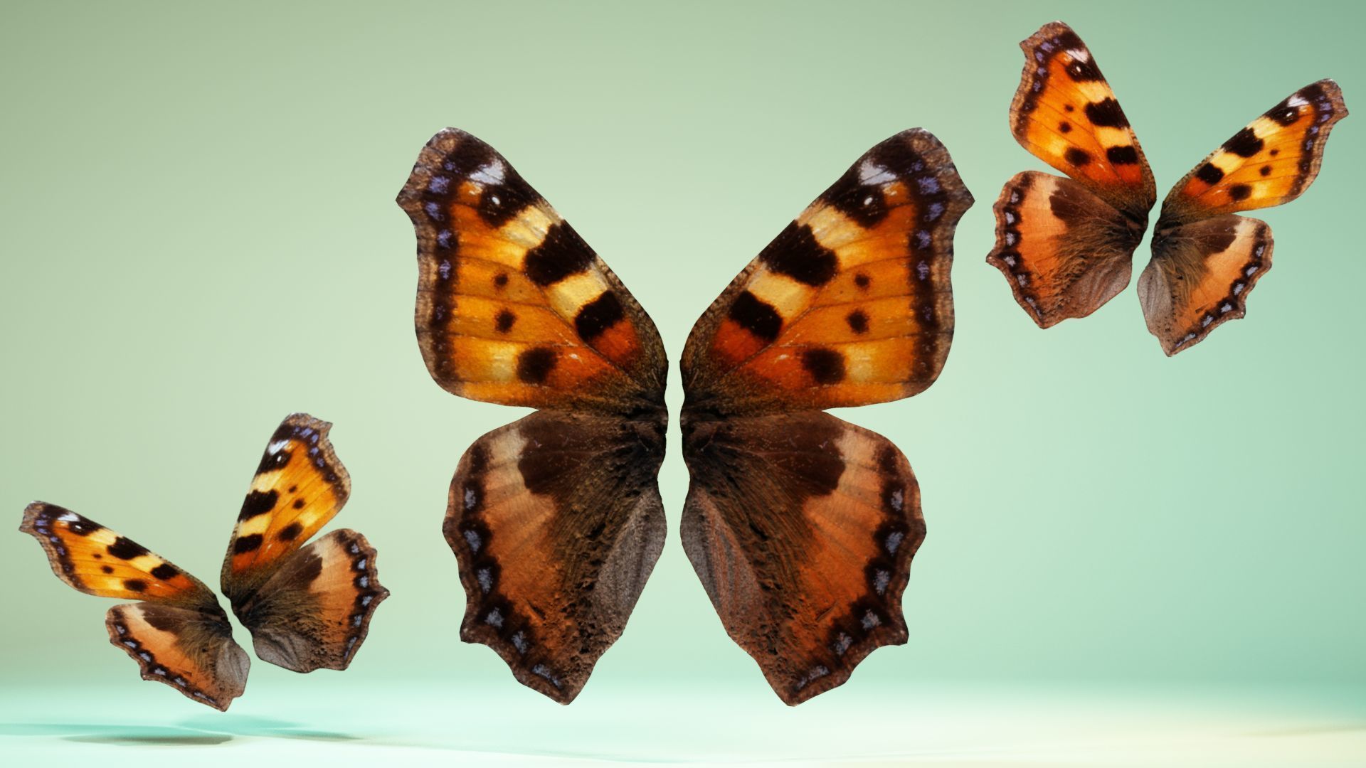 Butterfly 18 Low-poly 3D model_6