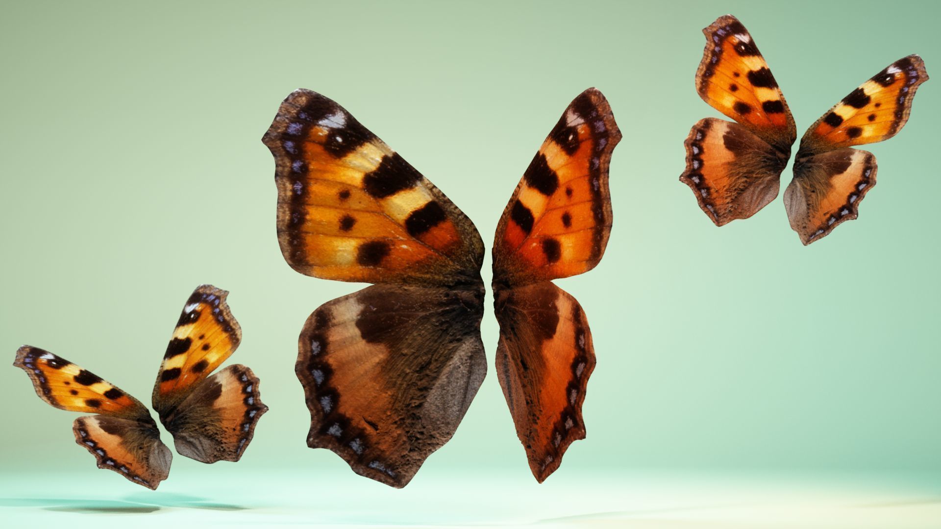 Butterfly 18 Low-poly 3D model_7