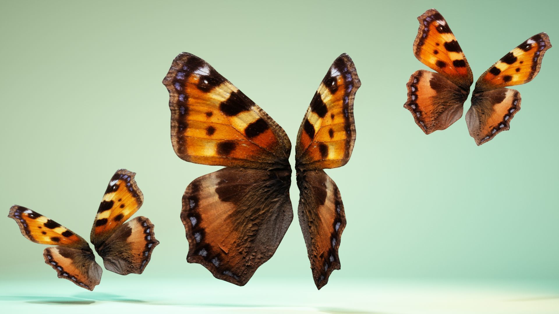 Butterfly 18 Low-poly 3D model_11