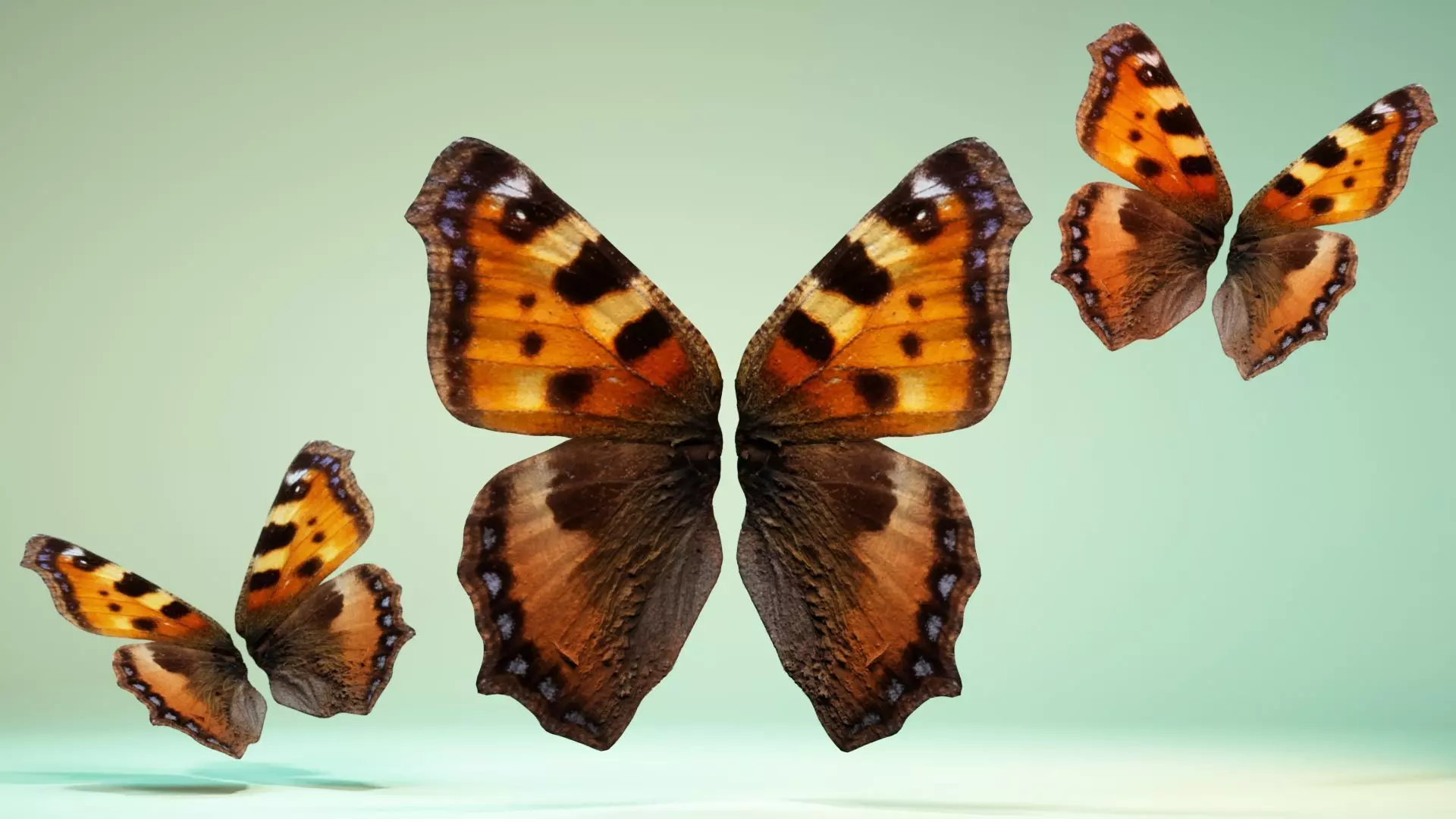 Butterfly 18 Low-poly 3D model_0