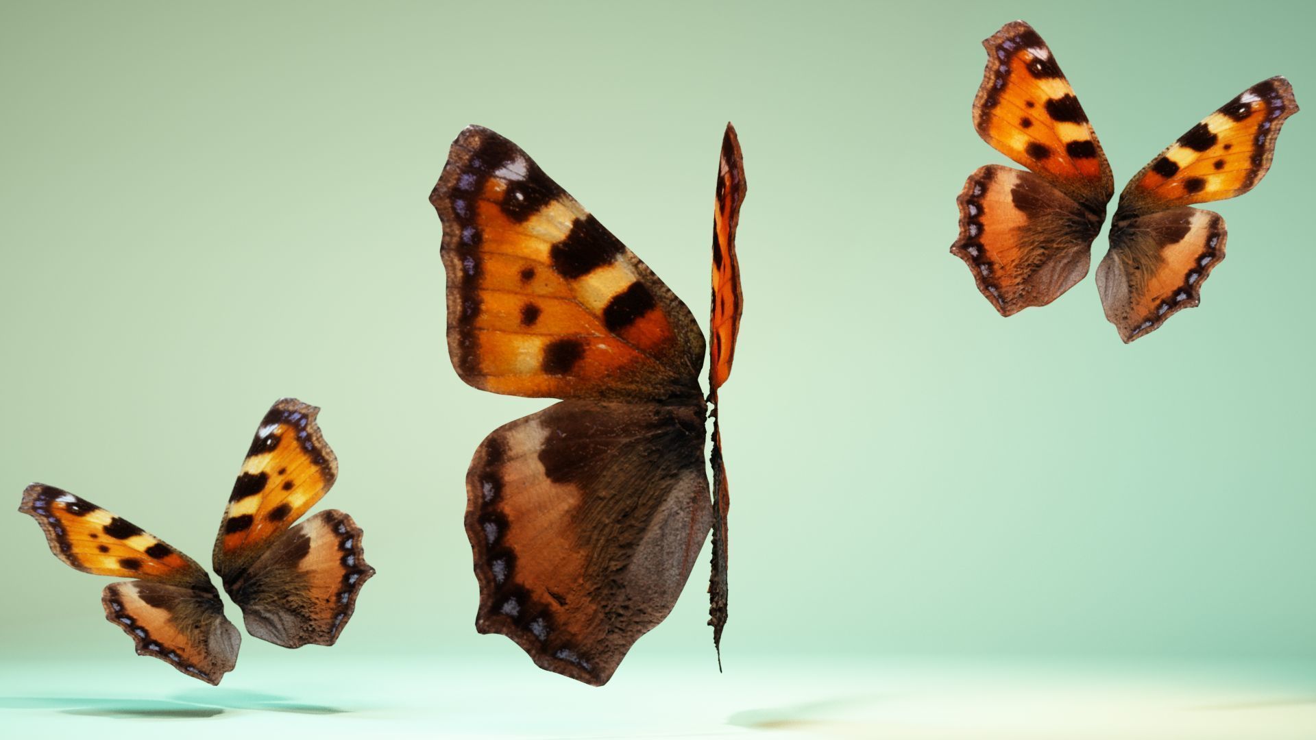 Butterfly 18 Low-poly 3D model_8