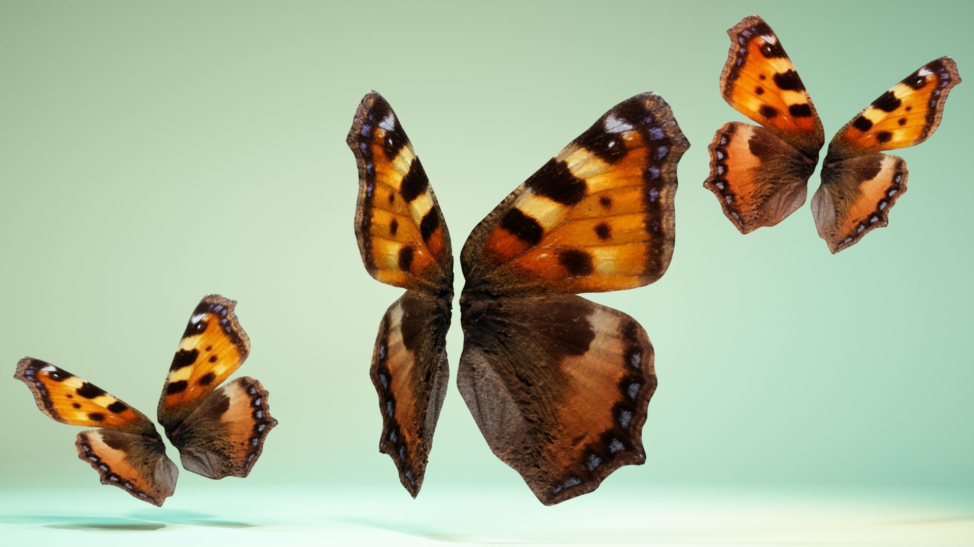 Butterfly 18 Low-poly 3D model_5