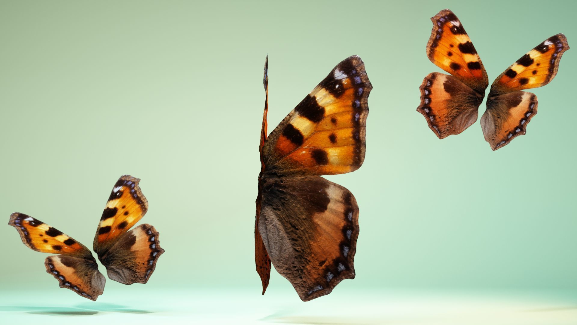 Butterfly 18 Low-poly 3D model_4