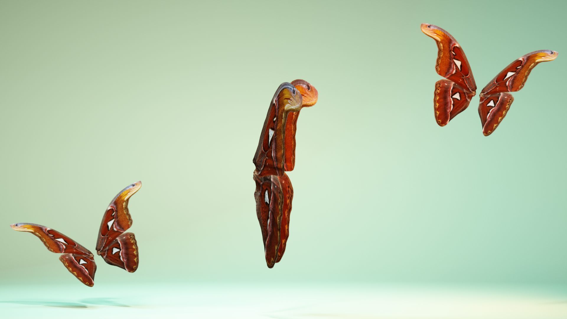 Butterfly 17 Low-poly 3D model_3