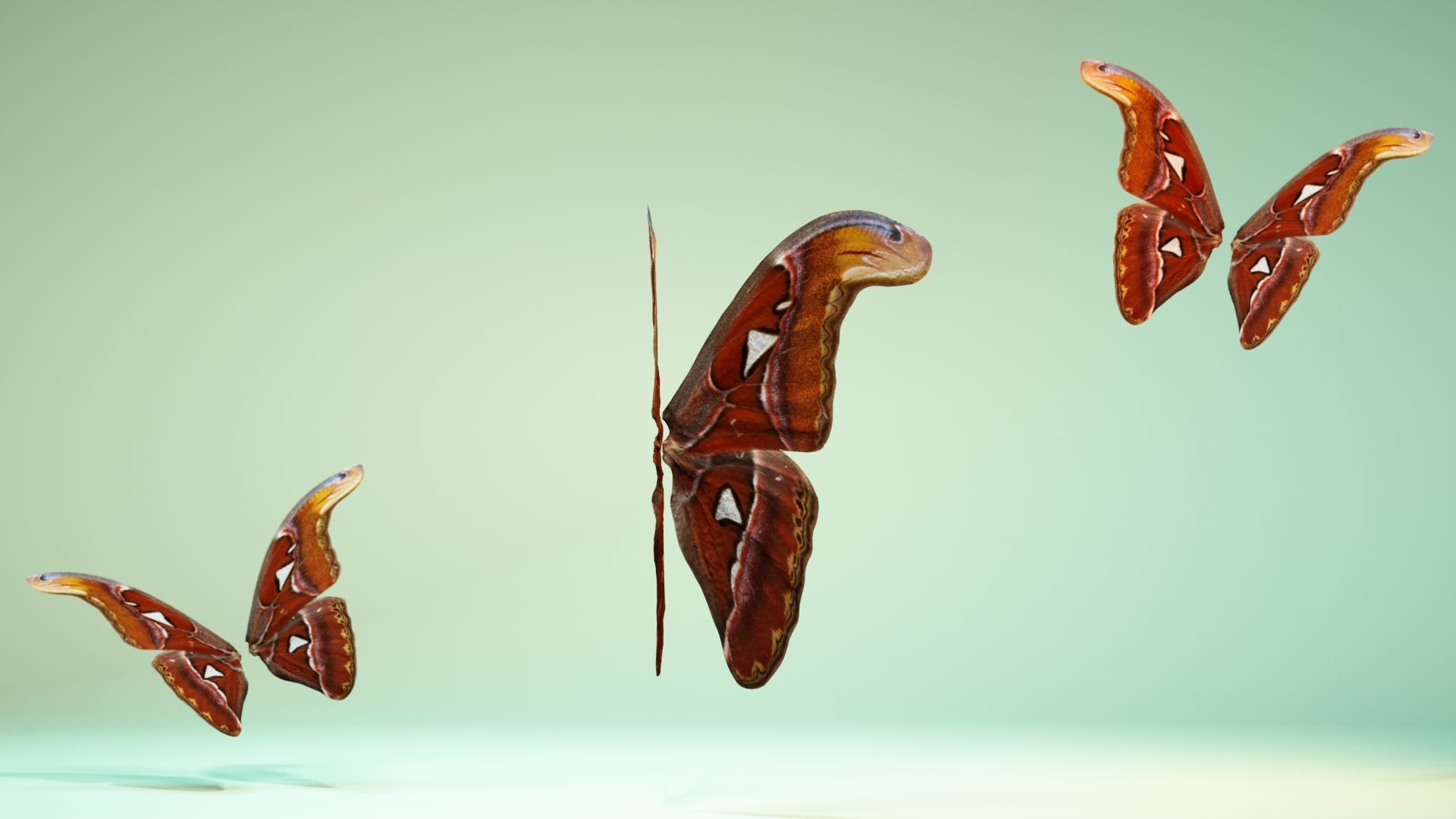 Butterfly 17 Low-poly 3D model_4