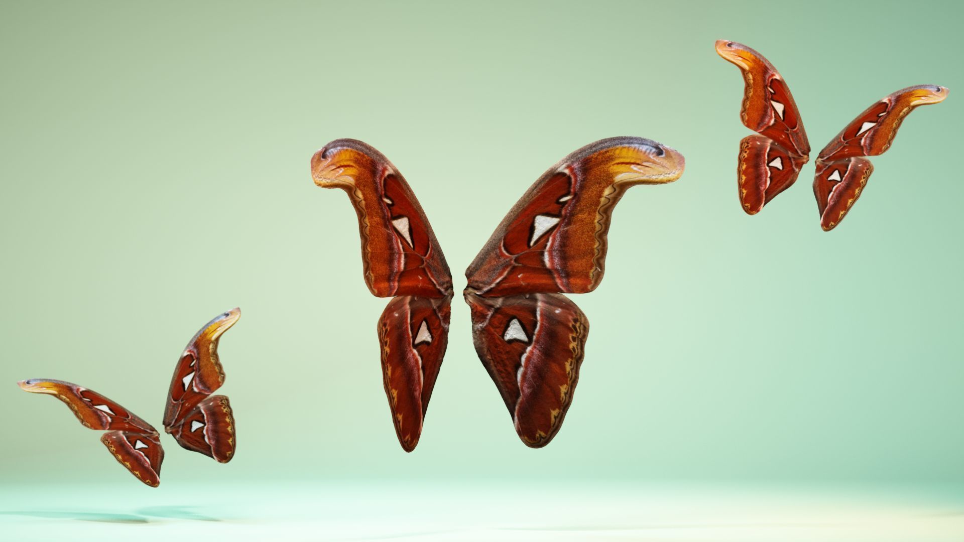 Butterfly 17 Low-poly 3D model_1