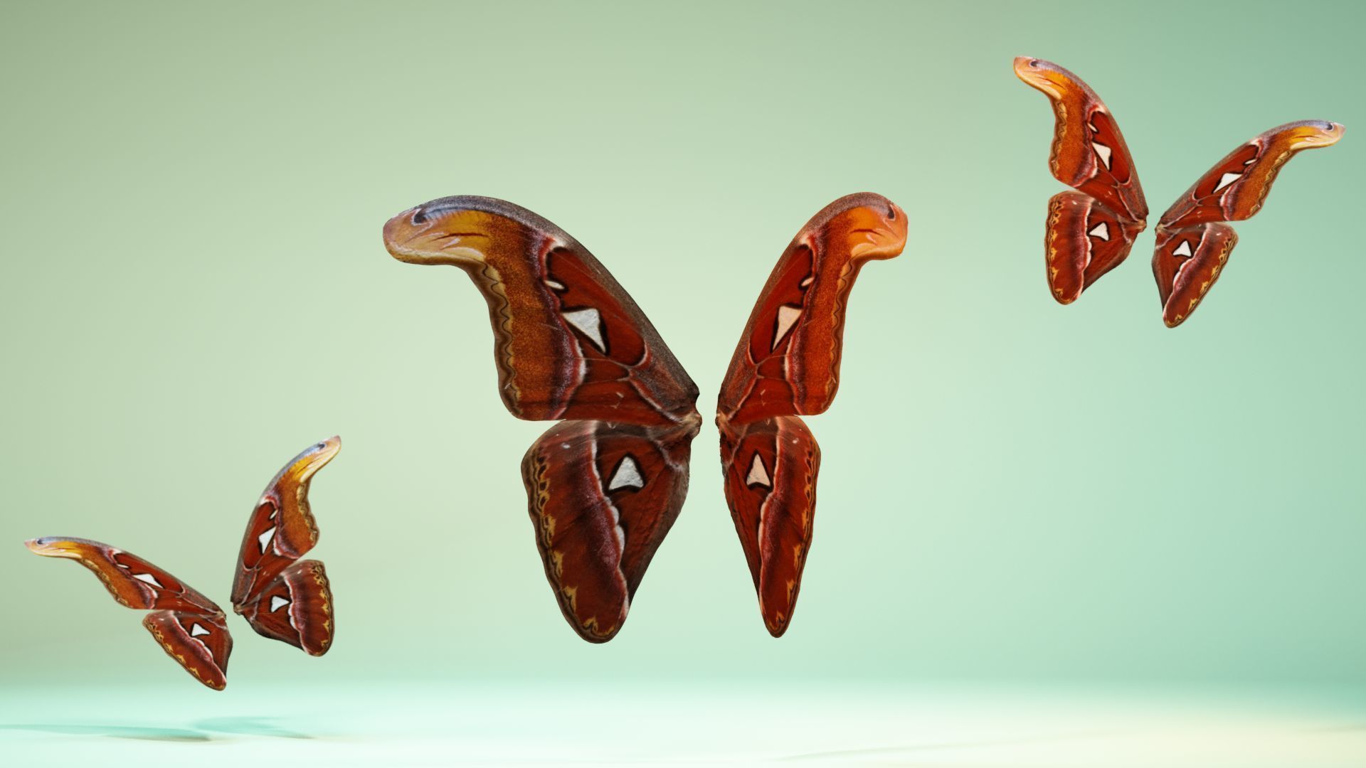 Butterfly 17 Low-poly 3D model_7