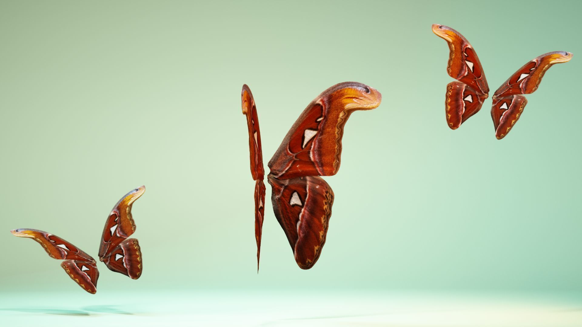 Butterfly 17 Low-poly 3D model_2