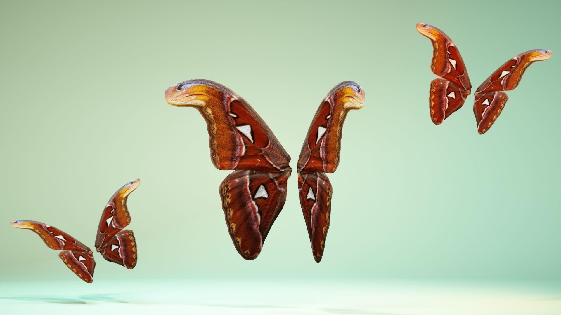 Butterfly 17 Low-poly 3D model_11