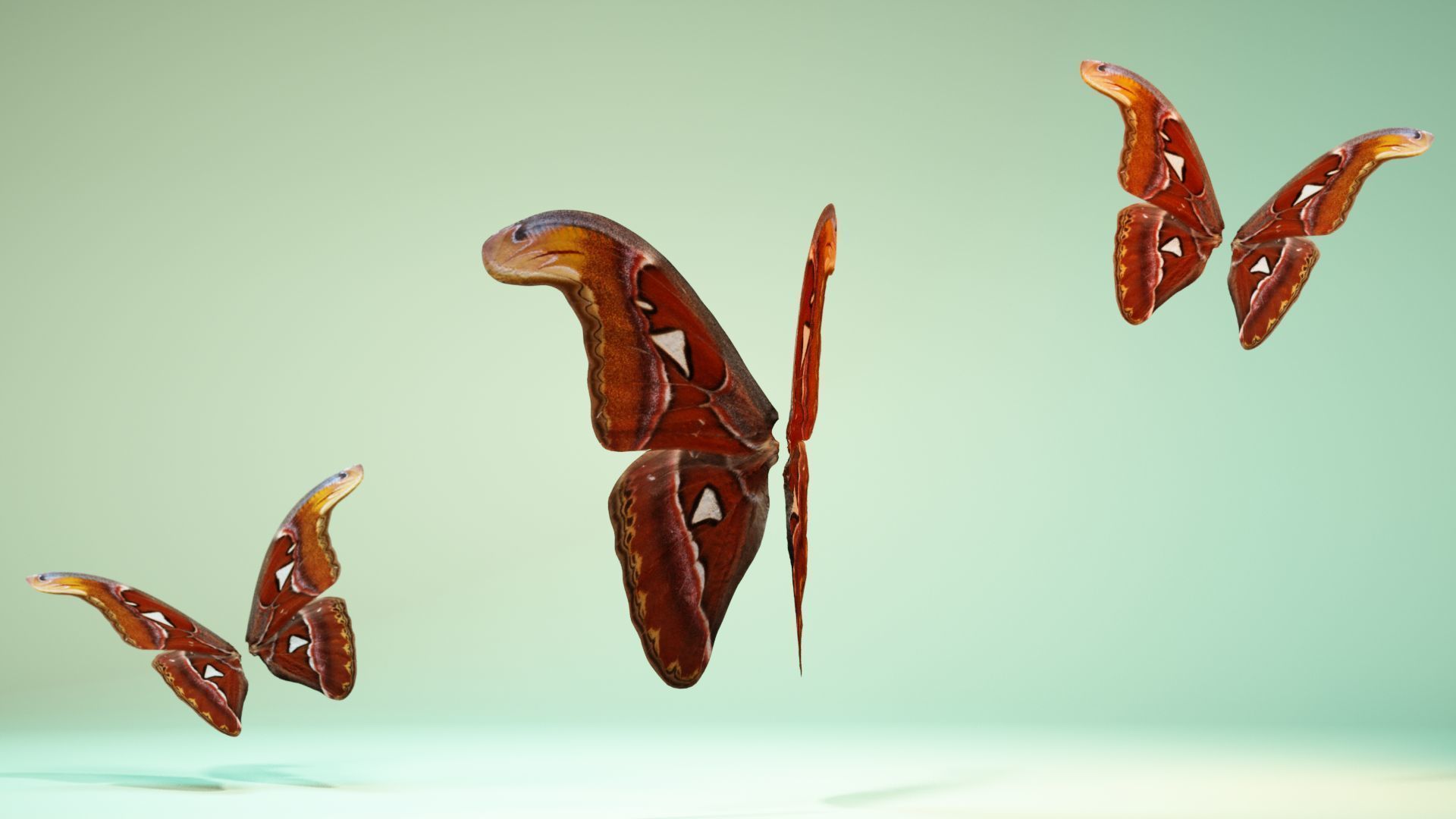 Butterfly 17 Low-poly 3D model_8