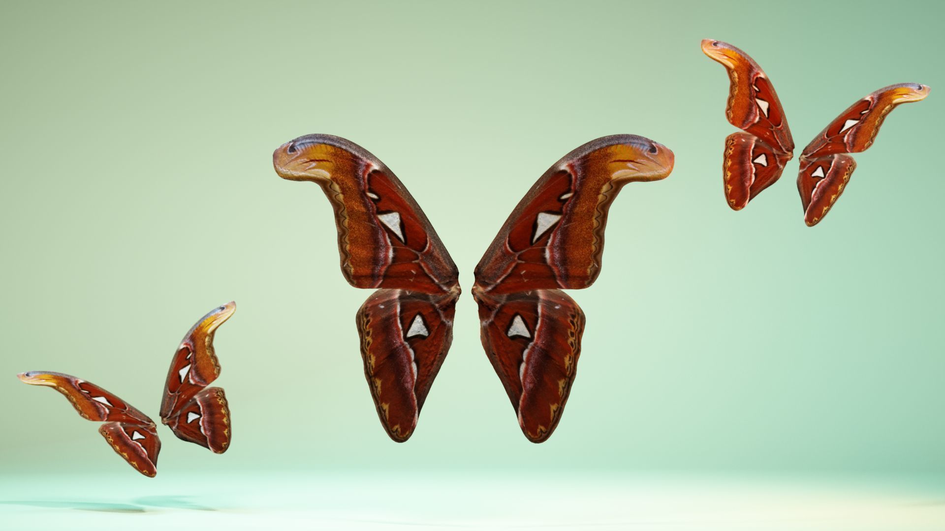 Butterfly 17 Low-poly 3D model_6