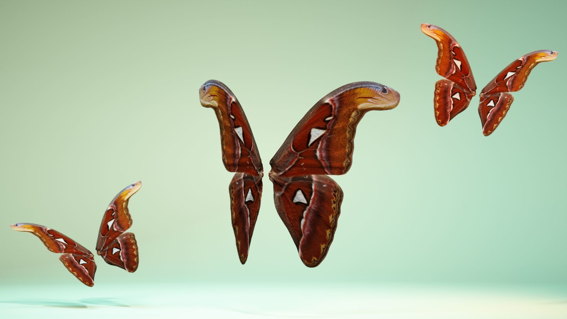 Butterfly 17 Low-poly 3D model_5
