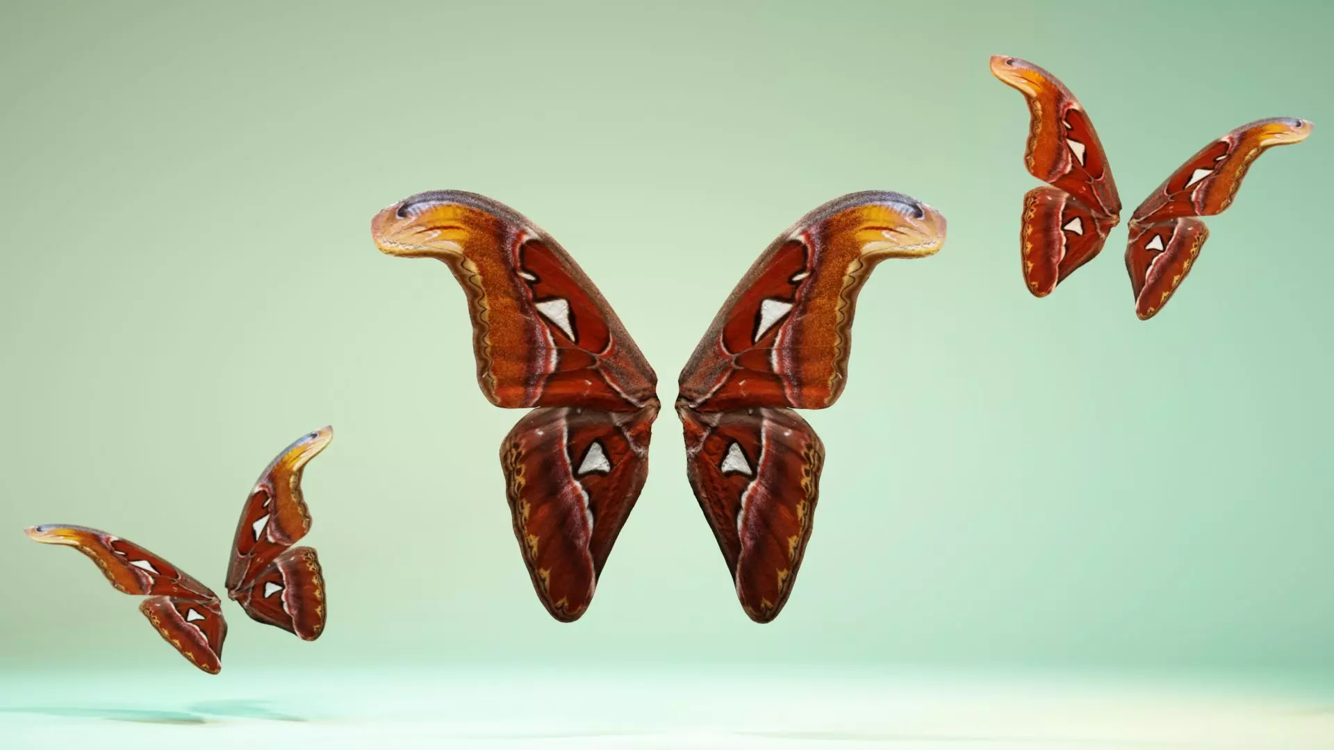 Butterfly 17 Low-poly 3D model_0