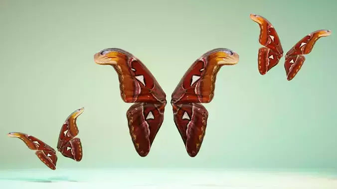 Butterfly 17 Low-poly 3D model