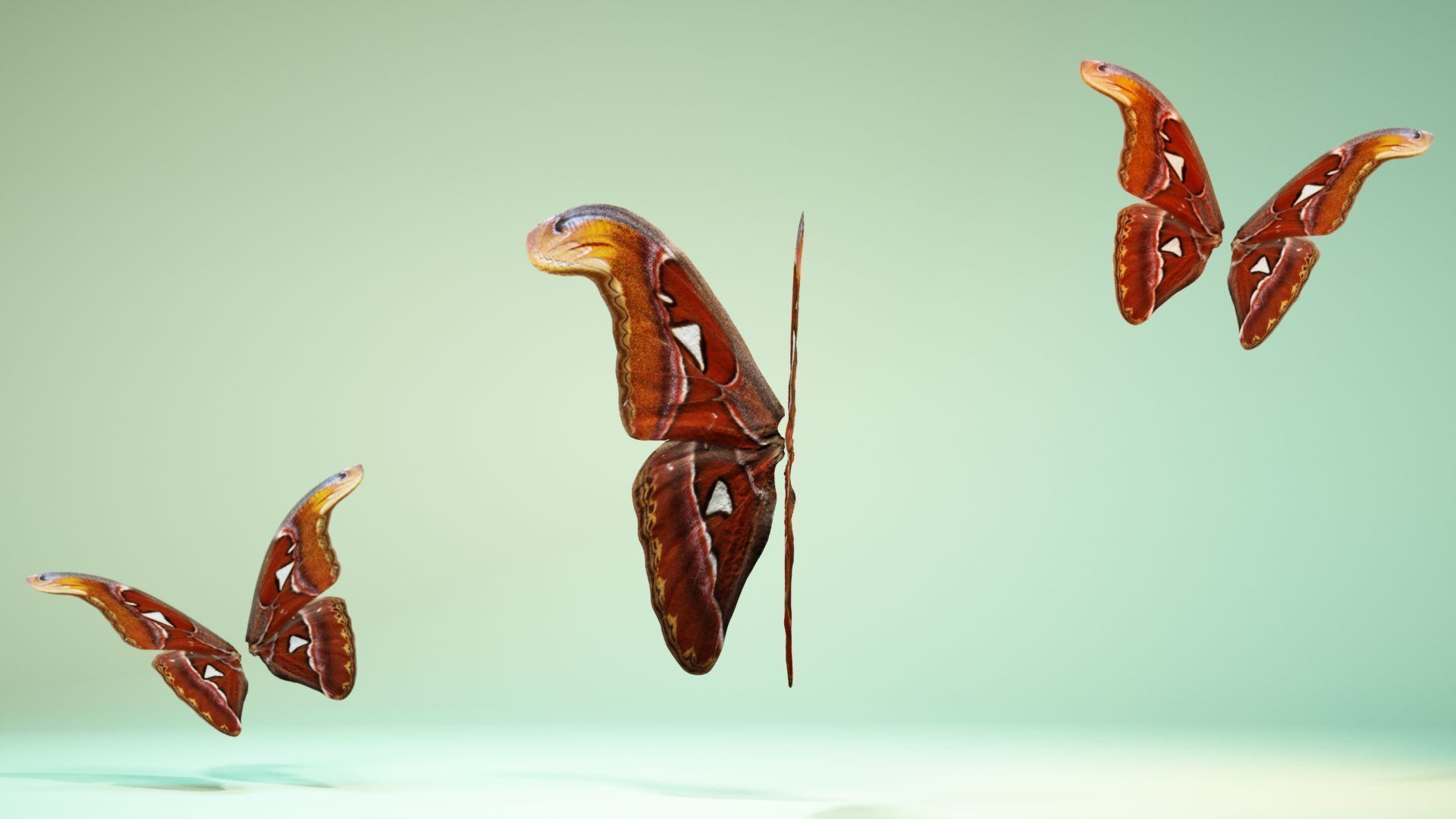 Butterfly 17 Low-poly 3D model_10