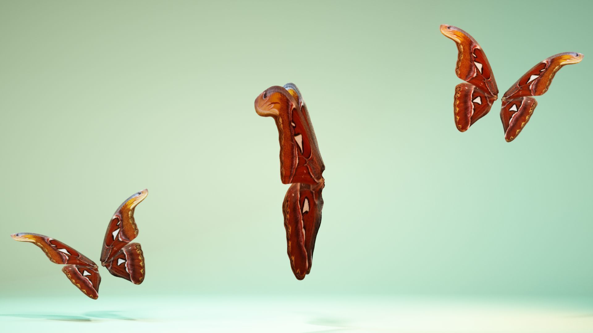 Butterfly 17 Low-poly 3D model_9