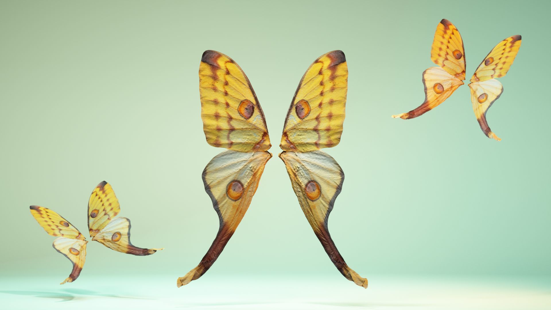 Butterfly 16