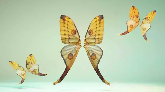 Butterfly 16 Low-poly 3D model