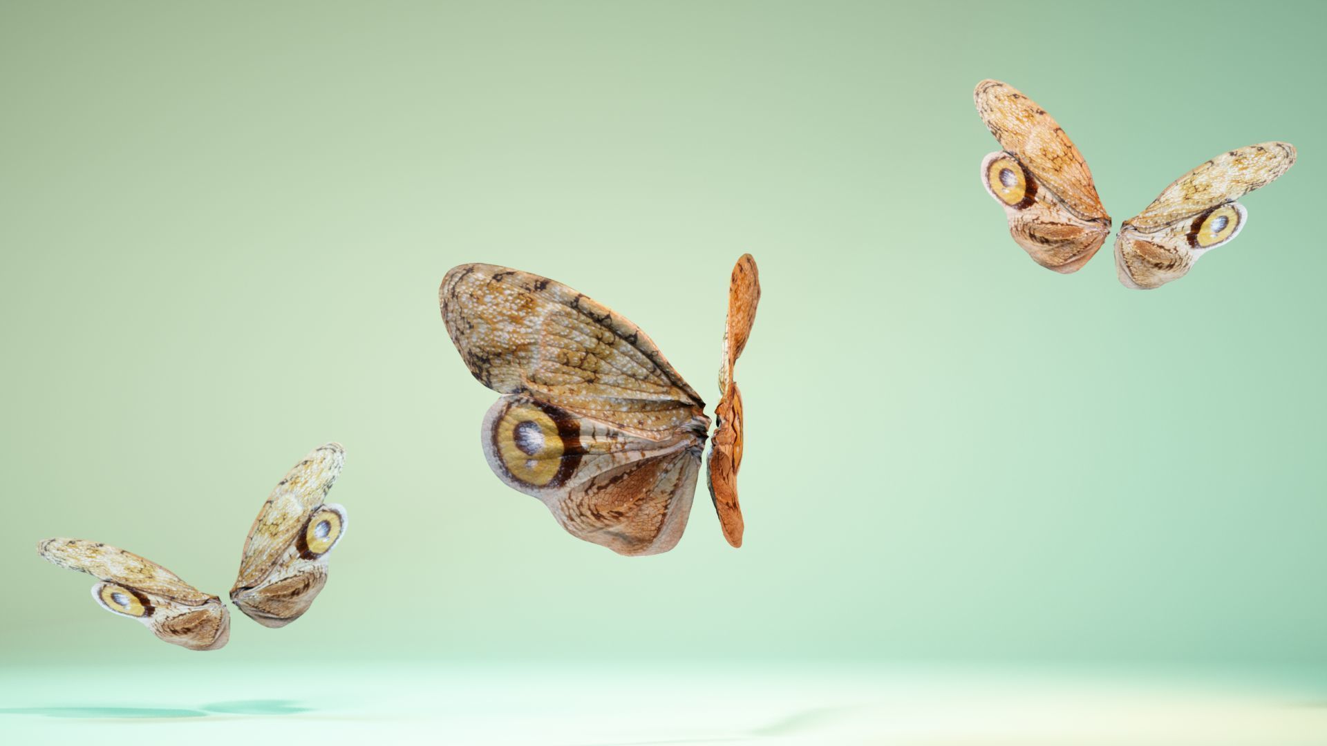 Butterfly 13 Low-poly 3D model_8