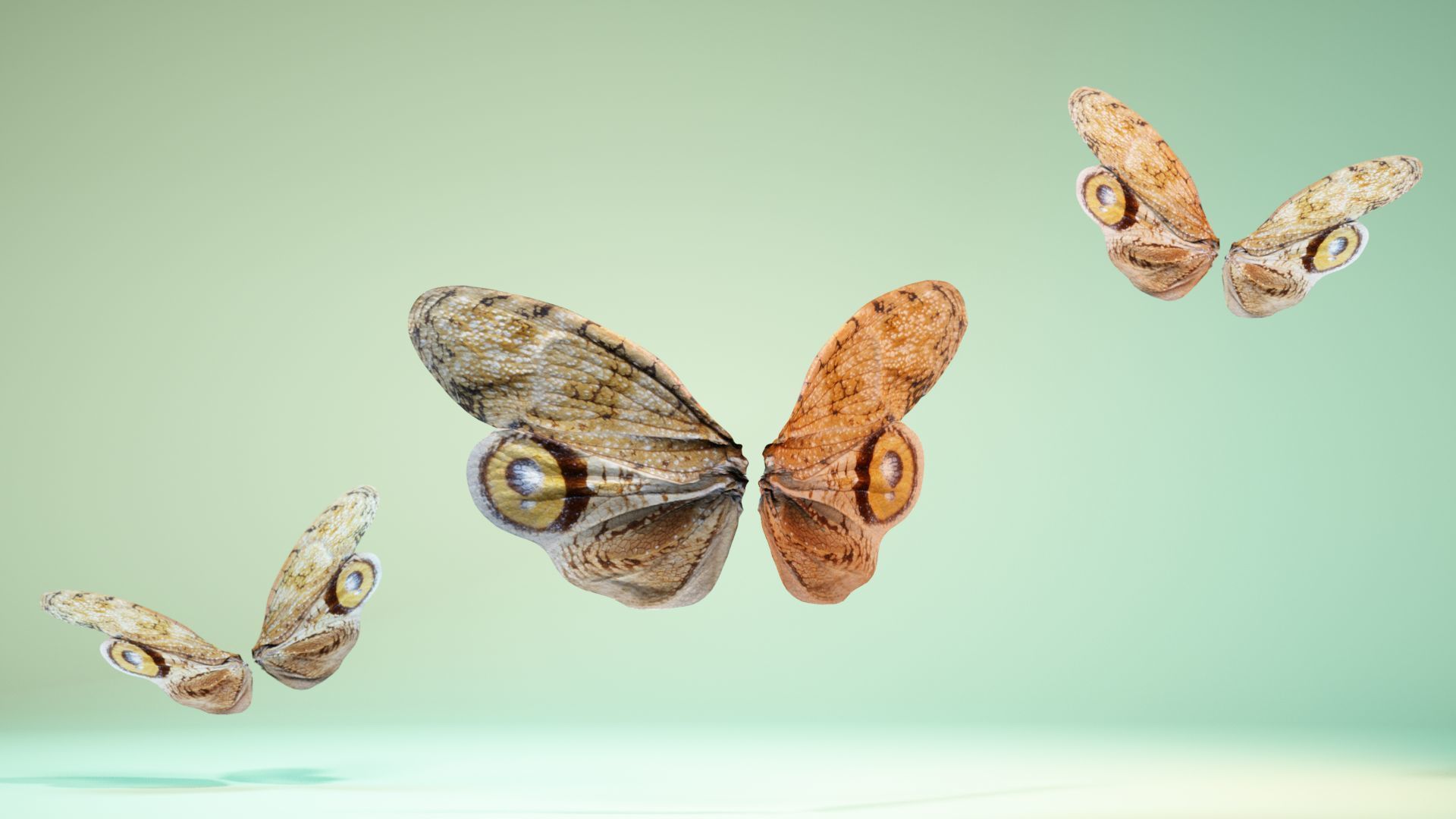 Butterfly 13 Low-poly 3D model_7